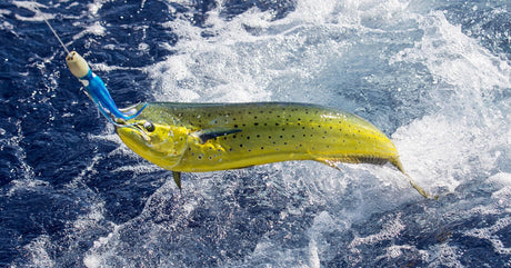 A large yellow mahi-mahi being lifted out of blue ocean water as an angler hooks it and drags it from the sea.